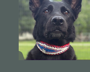 Collar de entrenamiento de <span class=keywords><strong>dogtra</strong></span> de nuevo estilo ajustable, animales de compañía tácticos, Collar perro de caza de hecho a mano, correas para perros grandes - Product Image 4