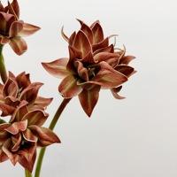 Kunstmatige amaryllisbloemen, EVA Clivia met een realistisch gevoel, boeketten voor bloemendesign, model voor kamervoorbereiding, fotografie-accessoires