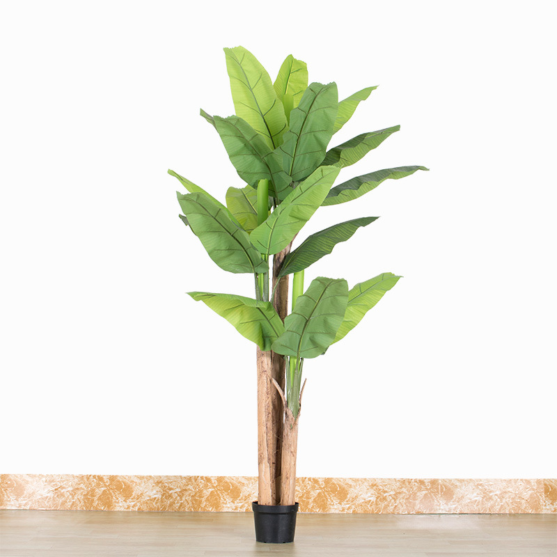 ต้นกล้วยใบใหญ่สูง 2.4 เมตร