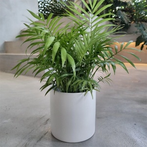 White Color Small Flower Bonsai <b>Plant</b> <b>Pots</b> <b>Succulent</b> Planters <b>for</b> Office Decor and Garden <b>for</b> Shopping Mall and Exhibitions - Product Image 3