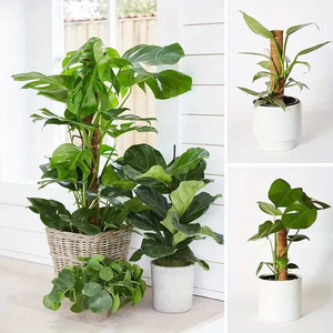 Piquets de soutien carrés en fibre de coco pour plantes <span class=keywords><strong>Monstera</strong></span>, pour plantes grimpantes en pot, intérieures et extérieures, pour la maison et le jardin - Product Image 4