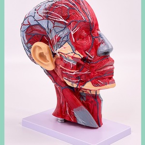Modèle d'anatomie médicale de tête humaine avec muscles, nerfs et vaisseaux sanguins pour la micro-plastique du nerf facial en chirurgie esthétique - Product Image 3