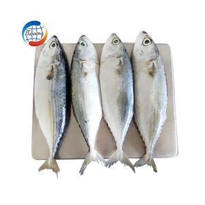 Peixe Cavala Indiana Congelado Inteiro de Alta Qualidade Grau A+ BQF IQF China Atacado em Promoção - Product Image 1