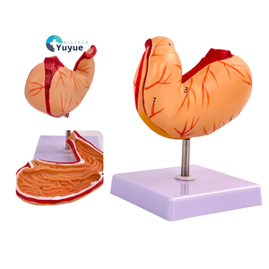 Modelo Anatómico de Estómago <span class=keywords><strong>Humano</strong></span> de PVC de Tamaño Real, Desmontable, <span class=keywords><strong>con</strong></span> Base, para la Enseñanza de Biología Escolar - Product Image 1