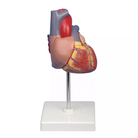 Modèle anatomique de cœur grandeur nature en PVC, qualité supérieure pour l'enseignement et la démonstration en sciences médicales