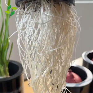 مسحوق تجذير الأعشاب البحرية العضوية القابلة للذوبان في الماء من درة ألجانيو ، مغذيات مائية ، سماد إيكلونيا ماكسيما ، رقائق استخراج الطحلب - Product Image 6