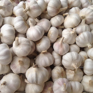 40mm 50mm 70mm <strong>Fresh</strong> <strong>Garlic</strong> From India Allium Sativum Premium Export Quality Bulk Supplier - Product Image 5