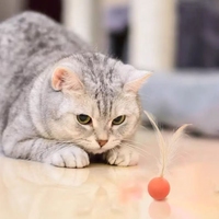 Mainan Hewan Peliharaan Interaktif Lucu Juguetes Para Mascotas Indoor Grosir Mainan Hewan Peliharaan Bola Karet Mainan Cakar Kucing