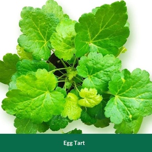 Plante graminée Alum Root Flower Mirror Flower, résistante au froid et à la chaleur, feuilles colorées, <span class=keywords><strong>plantes</strong></span> pépétuineuses pour aménagement paysager - Product Image 6