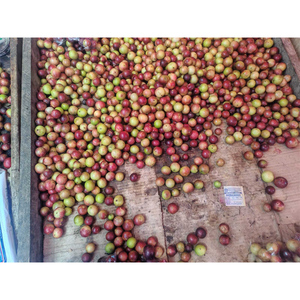 Poudre de Camu Camu biologique du Pérou - Pot en plastique de 5 kg - Product Image 2