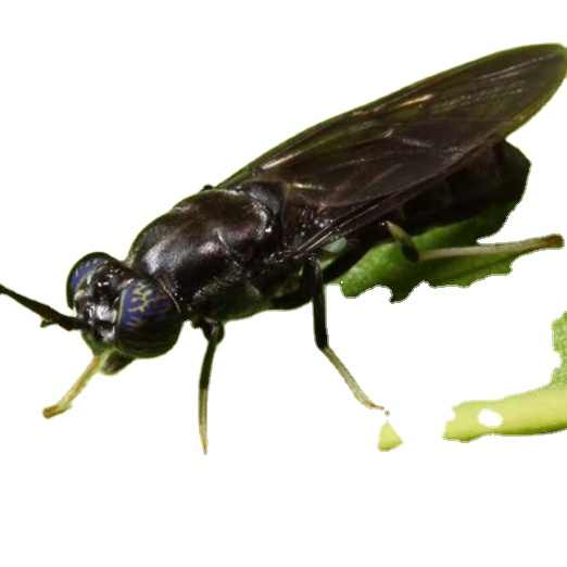 source 黑兵苍蝇幼虫黑兵苍蝇耕种 on m.alibaba.com