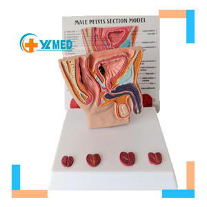 Ciência médica humana pelve masculina Cavidade Doença sagital Anatomia ensino modelos - Product Image 1