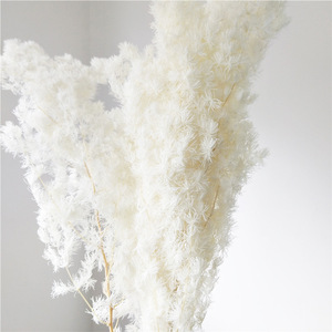 Decorazione Bestseller: Fiori Secchi, Felce Ming Conservata, Sfondo per Matrimoni e Decorazioni Murali - Product Image 4