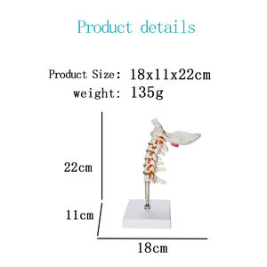 Ukuran Hidup Produksi Model Tulang Belakang PVC Fleksibel Model Kerangka Manusia Pengajaran Medis Model Tulang Belakang Leher Fleksibel - Product Image 4