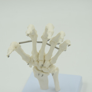 Matériel pédagogique médical : Modèle d'articulation de la main, modèle des os de la main (ulna et radius), modèle d'articulation des os de la main du squelette humain. - Product Image 4