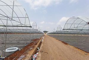 Rivestimento in polietilene con Film plastico trasparente per serra trattato <span class=keywords><strong>UV</strong></span> 200mic per tenda da serra - Product Image 6