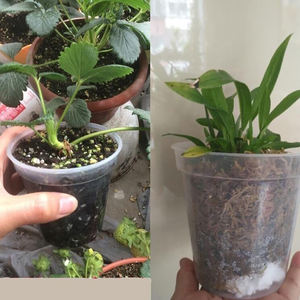 พลาสติกใสขายส่งกระถางดอกไม้กระถางกระถางที่มีรูกระถางกล้วยไม้ใสหลุมตะกร้าพลาสติกใส - Product Image 5