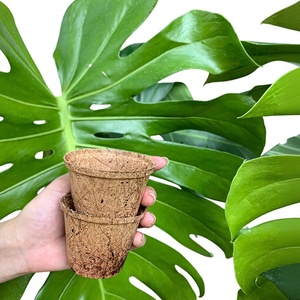 กระถางใยมะพร้าว Eco2go เวียดนาม สำหรับทำสวนที่บ้าน ราคาตลาดต่ำ 100% ธรรมชาติ เป็นมิตรกับสิ่งแวดล้อม ทนทาน ย่อยสลายได้ น้ำหนักเบา - Product Image 1
