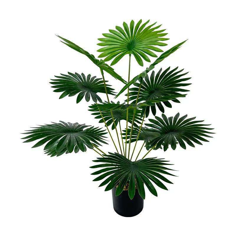 Palmier éventail à 12 têtes 54cm