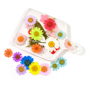 10 peças de flores secas naturais de chrysantemo, resina diy, enchimento para molde de resina epóxi, flor prensada, pingente de fabricação de jóias, 10 peças