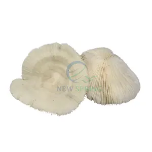 Unique and Luxurious round White Coral Ivory Photography Ornaments Beautiful Creatures from Natural Sea Made from Shell