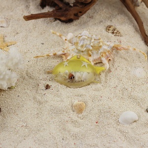 Venta caliente imán de nevera decoración de conchas marinas espécimen cangrejo estrella de mar playa recuerdo resina modelo decoración del hogar sensación de mar - Product Image 6