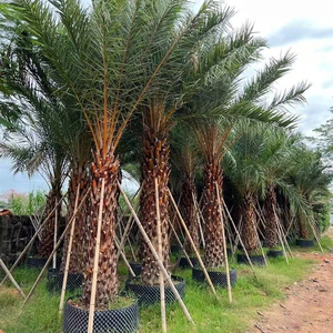 ต้นเฟนิกซ์ซิลเวสตริสคุณภาพสูง <span class=keywords><strong>ทน</strong></span>ความร้อน ขายส่งต้นอินทผลัมตะวันออกกลาง สำหรับตกแต่งภูมิทัศน์ในซาอุดีอาระเบียและสหรัฐอาหรับเอมิเรตส์ - Product Image 5
