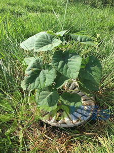 Irrigation <span class=keywords><strong>Arrosage</strong></span> Croissance Plantation Légumes Système d'<span class=keywords><strong>arrosage</strong></span> <span class=keywords><strong>automatique</strong></span> Plante Racine Irrigation Boîte d'<span class=keywords><strong>arrosage</strong></span> Conteneur - Product Image 3