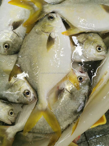 IQF congelato cina dorato <span class=keywords><strong>Pompano</strong></span> intero rotondo pesce Pomfret dorato - Product Image 5