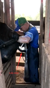 Sun-807F 2D Full Unique Hot Selling Ultrasound <strong>Machine</strong> Used for Animal Pregnancy <strong>Scanning</strong> - Product Image 4