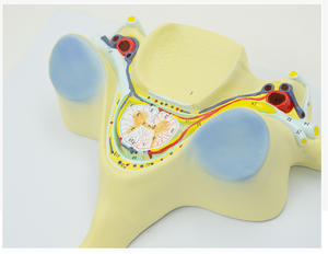 Modelo <span class=keywords><strong>de</strong></span> sección transversal <span class=keywords><strong>de</strong></span> la quinta vértebra cervical humana con médula espinal - Herramienta <span class=keywords><strong>de</strong></span> enseñanza <span class=keywords><strong>de</strong></span> anatomía para Neurología y Ortopedia - Product Image 3