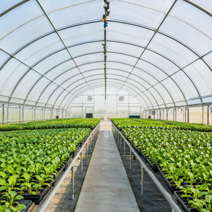 Película para Invernadero de Alta Transparencia y Estabilizada con Rayos UV para Viveros Comerciales de Plantas - Product Image 2