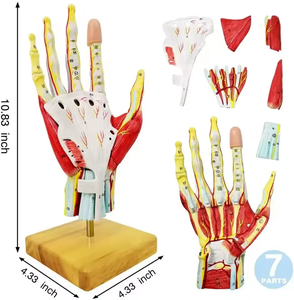Modelo de Anatomía de músculo humano de mano extraíble de ciencia médica, modelo de <span class=keywords><strong>esqueleto</strong></span>, modelo de nervio de vaso sanguíneo principal, 7 piezas de mano - Product Image 5