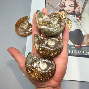 Spécimen fossile d'<span class=keywords><strong>ammonite</strong></span> irisé naturel de Madagascar escargot en cristal opalisé pour l'éducation aux sciences biologiques de base - Product Image 4