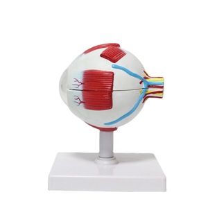 Modelo de anatomía ocular (7 partes, ampliado 6 veces): retina, lente, oftalmología, ajuste de gafas, ambliopía, enseñanza del astigmatismo. - Product Image 3