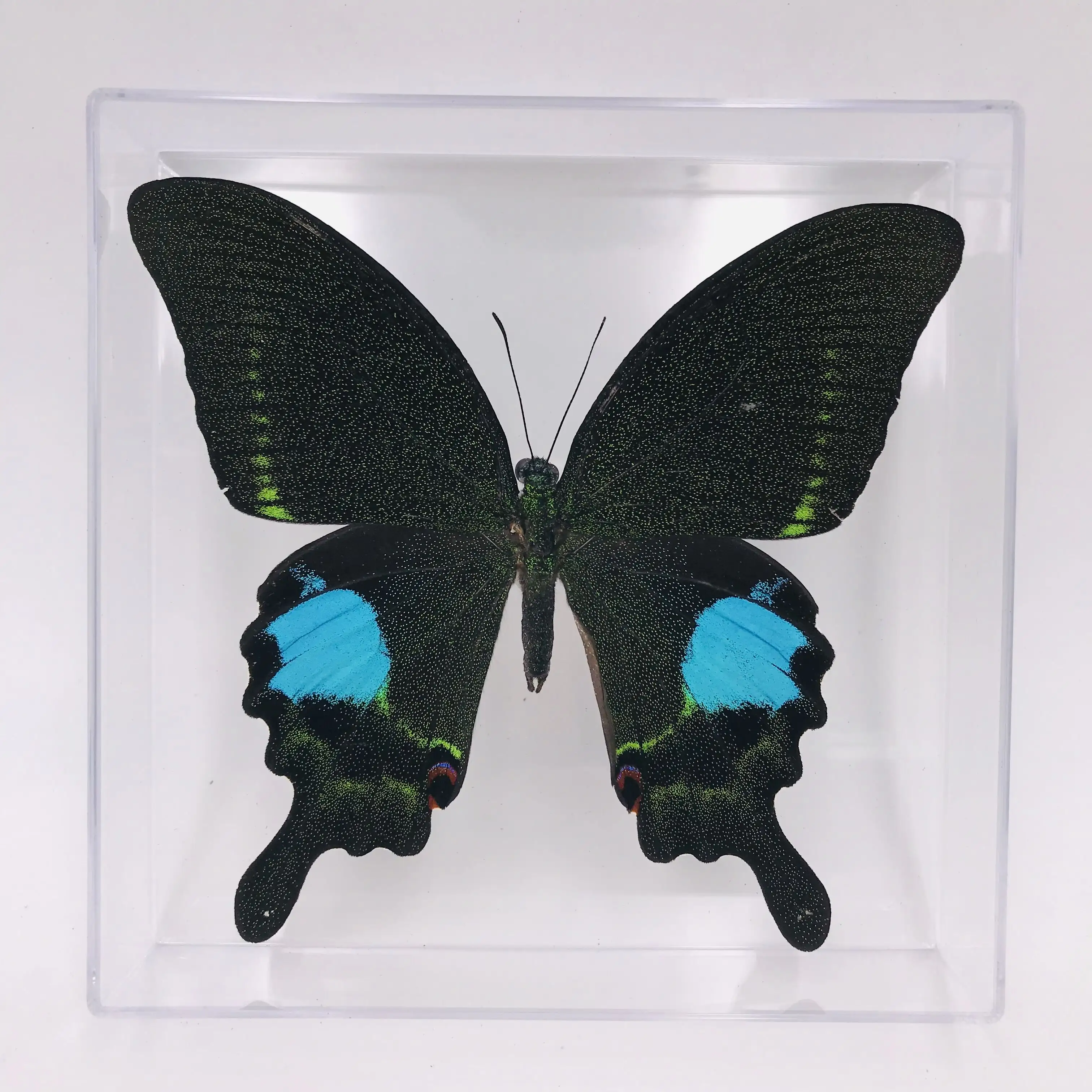Dry Butterfly dried butterflies specimen can be placed in frame real butterfly