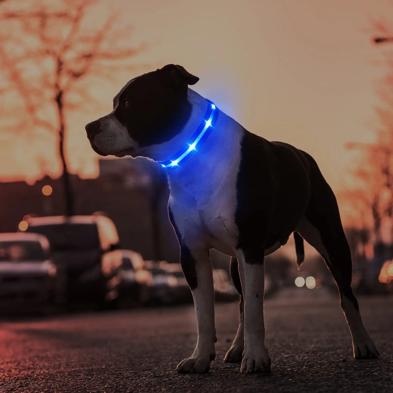 Elektronisches Haustier-LED-Hundehalsband einstellbarer Flash-Aufladbarer Haustierhalsband reflektierender LED-Halsband für Hunde Nacht Anti-Verlust-Hundeprodukte