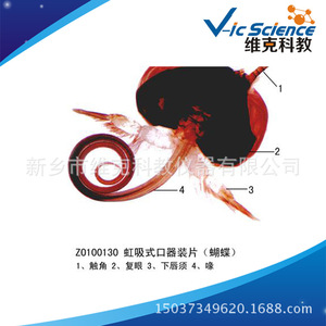 Factory direct supply: Butterfly mouthpart slides, arthropod phylum, animal and plant section specimens, <b>microscope</b> slides. - Product Image 3