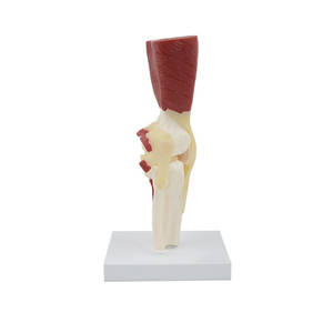 DARHMMY - Modelo de Rodilla Profesional para Enseñanza, Tamaño Real, Material de PVC, con Músculos, Ligamentos y Huesos para Estudio Quirúrgico - Product Image 1