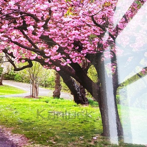 Màu đỏ marple cây phong cảnh tường nghệ thuật Canvas sơn với sơn mài - Product Image 3