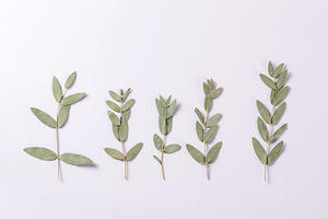 Feuilles d'<span class=keywords><strong>eucalyptus</strong></span> et d'<span class=keywords><strong>eucalyptus</strong></span> naturelles, pièces, fournitures de fabrication de bijoux en résine, plante naturelle, vraie fleur pressé, écologique - Product Image 4