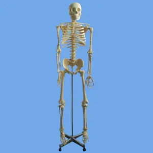 Modello di scheletro di plastica umana del muscolo di colore primario di scheletro anatomico medico alto 170 Cm