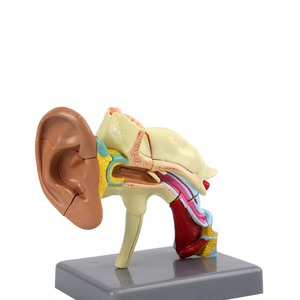 Modèle d'anatomie de l'oreille humaine 4D miniature, structure de l'oreille en 22 parties et modèle d'assemblage anatomique des organes pour l'enseignement hospitalier - Product Image 3