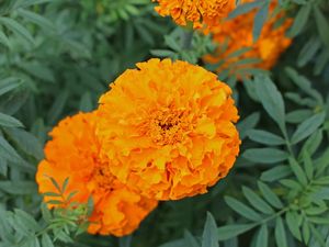 بسعر المصنع بالجملة معتمد من ايزو كبسولات مكمل طبيعي لوتين فيتامينات فيفان لوتين - Product Image 3