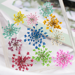 Fleurs séchées pressées naturelles de Queen <span class=keywords><strong>Anne</strong></span>'s Lace pour la résine, la bijouterie DIY, les loisirs créatifs et les fournitures pour le nail art - Product Image 2