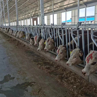 Penghalang Leher Ternak dengan Pengunci Otomatis, Struktur Baja Galvanis Celup Panas dengan Kait Penghalang, Desain Khusus