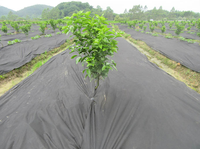 Tissu non tissé en polypropylène anti-UV 80 g/m², tissu en polypropylène en rouleau pour couverture de plantes, couverture du sol, contrôle des adventices