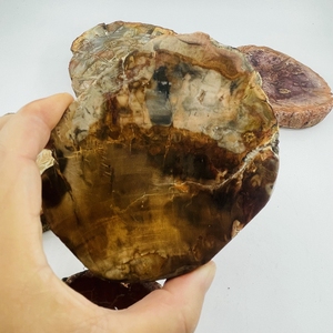 Vente en gros de dalle fossile en bois poli en bois pétrifié naturel tranche de spécimen de pierre brute décoration artisanat pièce de bois pétrifié - Product Image 6