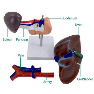 Anatomical Model Liver Pancreas Duodenum Spleen <strong>Blood</strong> <strong>Vessels</strong> Structure for Medical Education PVC for Schools Medical Schools - Product Image 3
