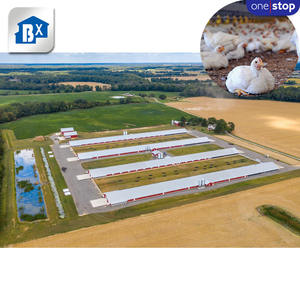 Service complet pour élevage de poules pondeuses, <span class=keywords><strong>cage</strong></span> pour 1000 poulets, conception de poulailler pour élevage de poules pondeuses - Product Image 3